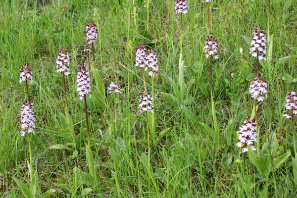 Orchis pourpre (Orchis purpurea), petite station en Indre-et-loire &copy; Nicolas Macaire / LPO